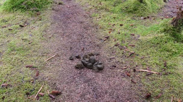 Färska Grizzlybjörn Brunbjörn Scat Bajs Längs Stig Vildmarken Kodiak Island — Stockvideo