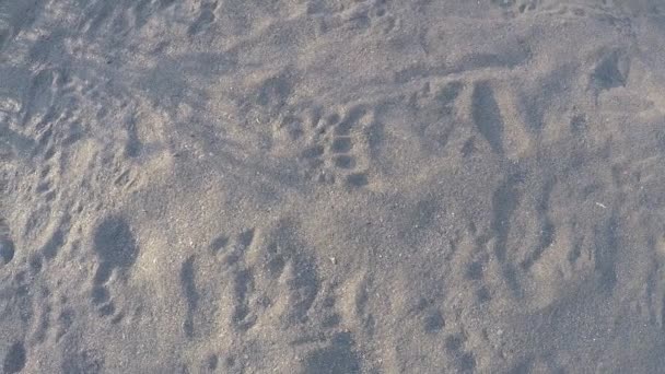 Urso Pardo Fresco Urso Marrom Trilhas Longo Lado Rio Deserto — Vídeo de Stock