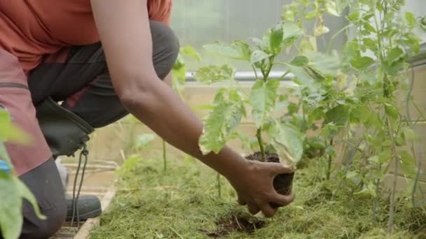 Ένα Φυτό Πιπεριού Μπαίνει Στο Έδαφος Στο Θερμοκήπιο Από Έναν — Αρχείο Βίντεο