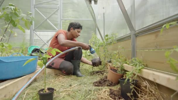 Slider Uma Mulher Indiana Atraente Plantando Plantas Tomate Uma Estufa — Vídeo de Stock