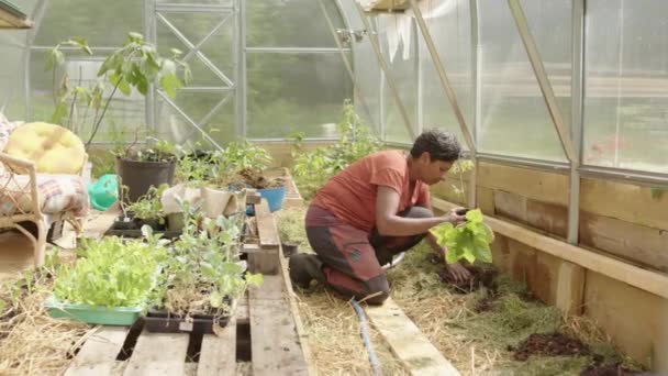 Slider Reveal Tiro Uma Mulher Asiática Plantando Sua Estufa Suécia — Vídeo de Stock