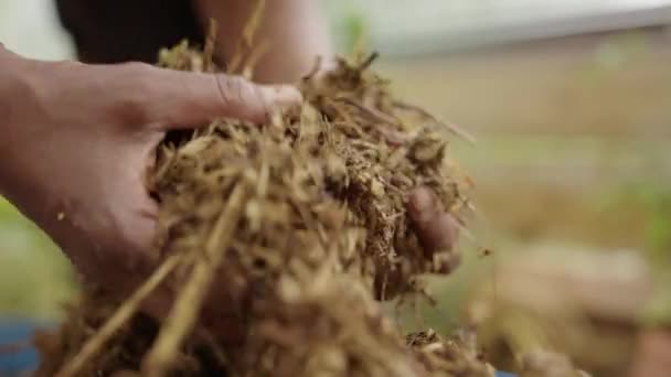 Zelf Sufficiëntie Grasachtige Compost Met Wormen Wordt Met Aziatische Handen — Stockvideo