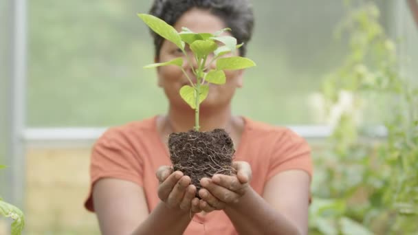 自立门户 一种年轻的胡椒植物被印度园艺师举起 — 图库视频影像