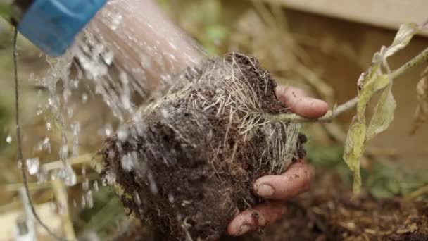 Slomo Auto Sufficience Mouiller Les Racines Une Tomate Avant Planter — Video