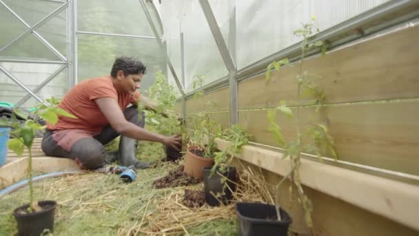 Slider Tracking Uma Mulher Indiana Plantando Plantas Tomate Estufa — Vídeo de Stock