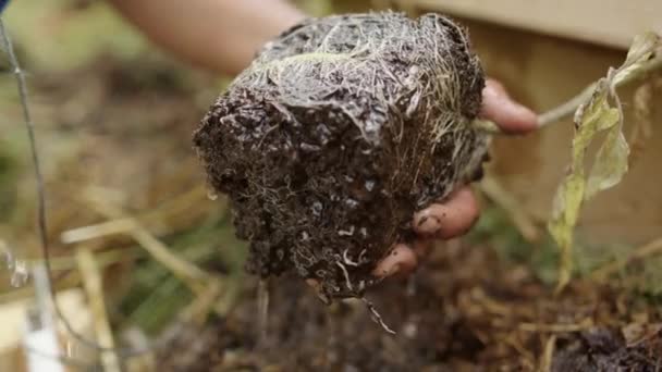 Slow Motion Growing Omáčení Kořenů Rajčatové Rostliny Před Výsadbou — Stock video