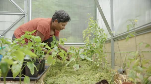 Slider Uma Mulher Atraente Sul Ásia Plantando Plantas Tomate Uma — Vídeo de Stock