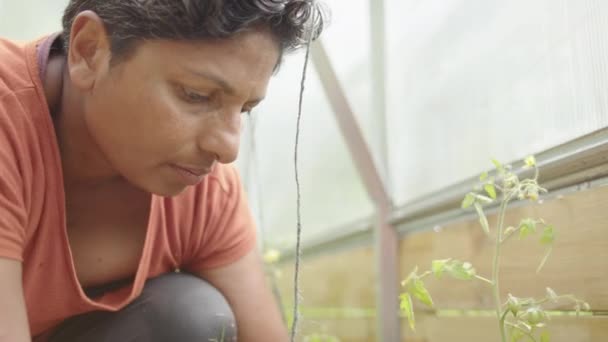 Self Sufficiency Indian Woman Planting Tomato Slomo — Stock Video