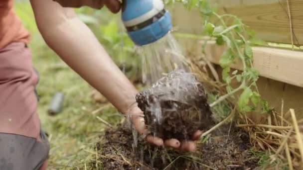 Una Planta Tomate Mojada Puesta Suelo Por Una Mujer India — Vídeos de Stock