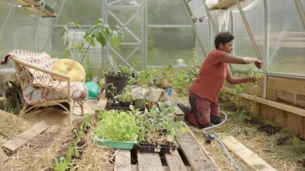 Tracking Shot Van Een Indiase Vrouw Die Haar Tomatenplanten Kas — Stockvideo