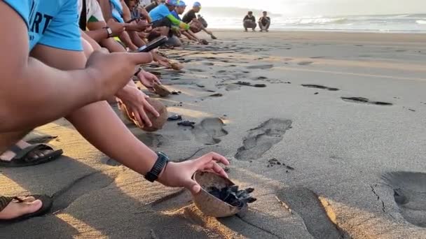 Het Proces Van Het Vrijlaten Van Baby Schildpadden Jongen Aan — Stockvideo