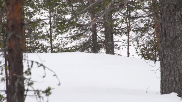 Antiguo Esquiador Nórdico Esquiando Bosque Pinos Día Nublado Nieve Cubriendo — Vídeos de Stock