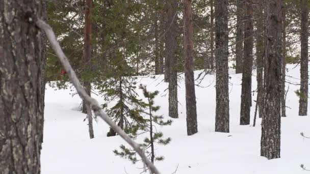 北欧滑雪者在松树林中滑行 打稳了 — 图库视频影像