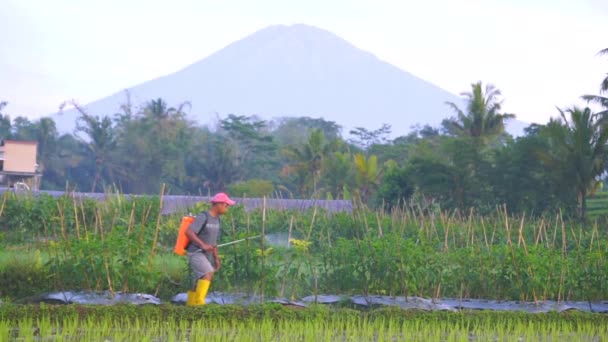 Foto Estática Fazendeiro Asiático Trabalhando Campo Plantação Pulverizando Pesticidas Indonésia — Vídeo de Stock