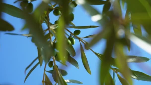 Niski Kąt Widzenia Młodych Zielonych Oliwek Przed Niebieskim Cliel Liści — Wideo stockowe