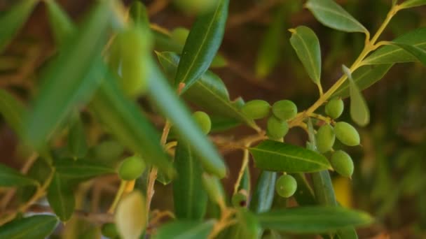 Nízký Úhel Pohledu Mladé Zelené Olivy Před Hustým Suchým Zeleným — Stock video