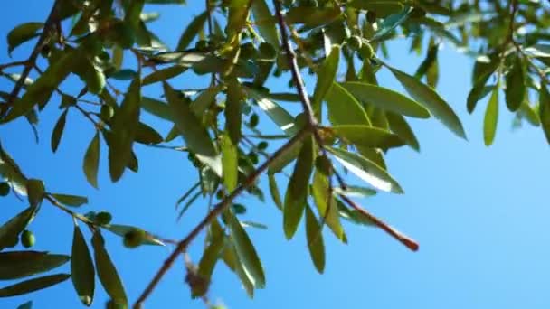 Vue Verticale Des Branches Aux Jeunes Olives Vertes Balançant Dans — Video