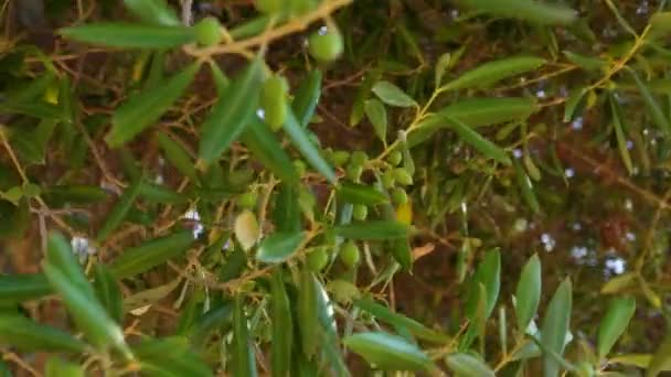 Jeunes Petites Olives Sur Une Branche Arbre Balançant Dans Brise — Video