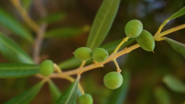Zbliżenie Dojrzałe Zielone Małe Oliwki Organiczne Owoce Gałęzie Oliwne Oliwki — Wideo stockowe