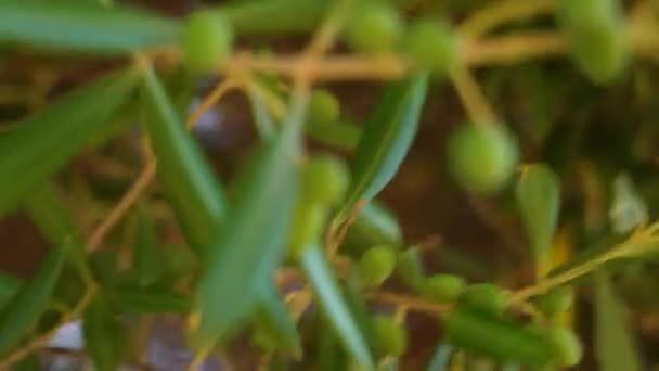 Granja Olivos Primer Plano Del Cultivo Aceitunas Verdes Mediterráneas Rama — Vídeo de stock