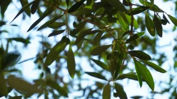 風に揺れる木の枝の上の小さな若いオリーブ 葉の後ろに青空を背景にした低角度のショット — ストック動画