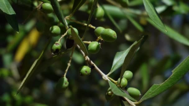 Close Van Kleine Zieke Olijfboom Met Zwarte Stippen Zijn Vruchten — Stockvideo