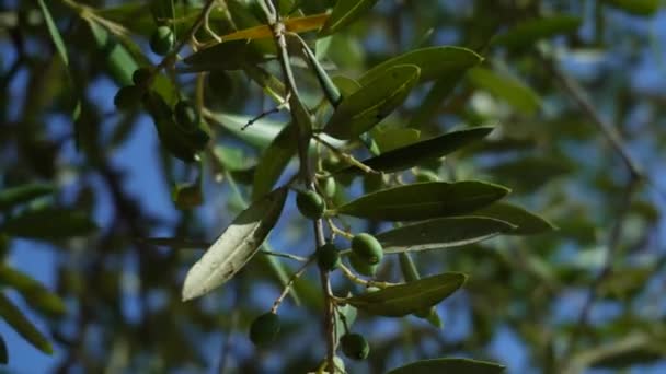 Kleine Bio Oliven Auf Einem Trockenen Ast Der Wind Schwankt — Stockvideo