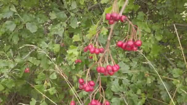 Rijpe Rode Meidoorn Bessen Genaamd Haws Rijpen Een Meidoorn Boom — Stockvideo