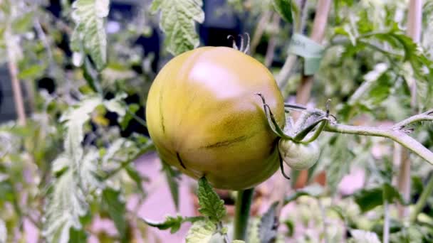 Tomato Ripens Distressed Plants — стокове відео