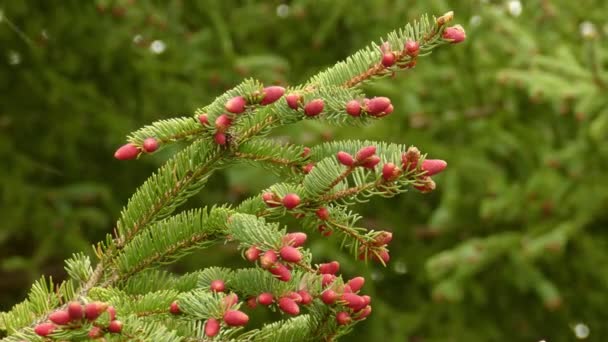 Pico Baga Vermelha Planta Flora Parque Algonquin Canadá — Vídeo de Stock