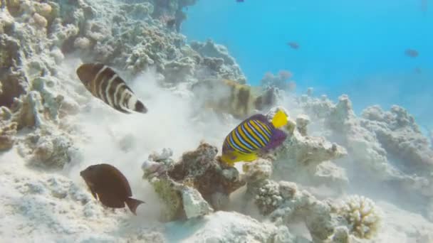 Kunglig Angelfisk Äter Och Simmar Röda Havet Blått Vatten Slow — Stockvideo