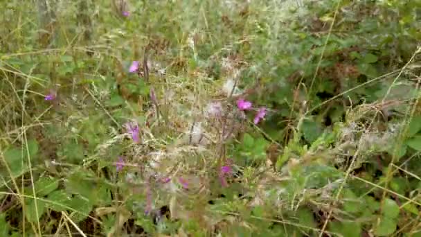 英語の田舎と種子のポッドで草の上に成長しているRosebay柳のハーブ — ストック動画