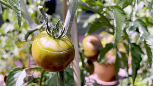 Problemas Crecimiento Del Tomate Enfermedad Del Tomate — Vídeo de stock