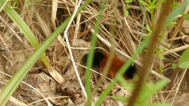 乾燥した葉の上を歩く小さな冬虫夏草は食べ物を探している — ストック動画