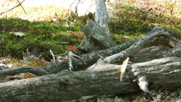 Pileated Hackspett Letar Desperat Efter Mat Ensam Skogen Ett Fallen — Stockvideo