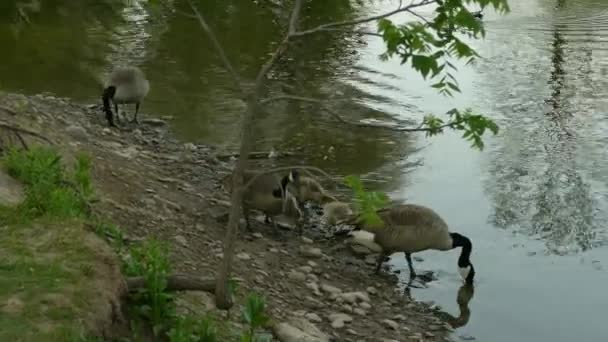 Sinking Feet Deep Algonquin Park Teaching Ducklings — Stock Video