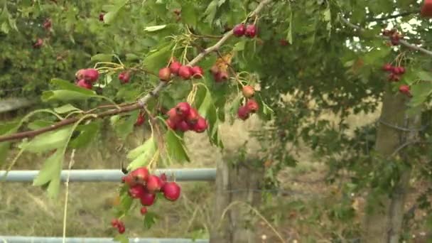 Haws Rote Frucht Des Weißdornbaums Die Sich Wind Einem Englischen — Stockvideo