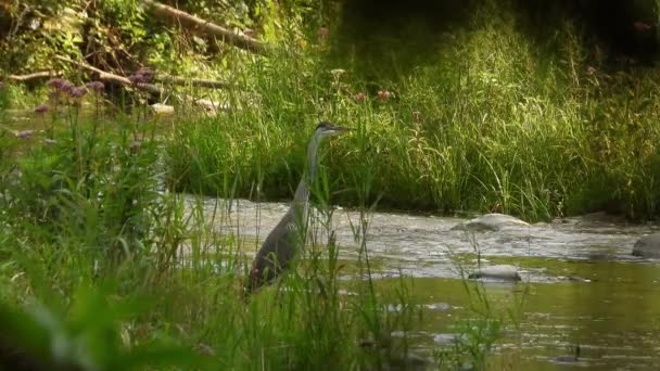 Great Blue Heron Letar Efter Mat När Han Står Vattnet — Stockvideo