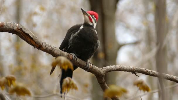 Blízký Pohled Pileated Woodpecker Stojící Nehybně Větvi Lesní Pták Červeným — Stock video