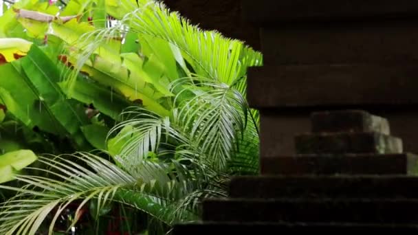바나나와 양치식물 내리는 빗방울 — 비디오