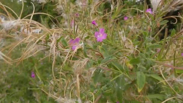 Rosebay Weidenkraut Wächst Auf Einem Gras Der Englischen Landschaft — Stockvideo