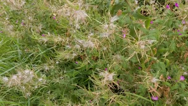 Samenschoten Und Haare Des Rosenblütenkrautes Das Einem Grasrand Einer Landstraße — Stockvideo