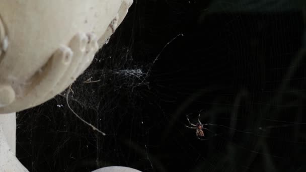 Αράχνη Σέρνεται Γύρω Από Δημιουργία Web Κοντά — Αρχείο Βίντεο