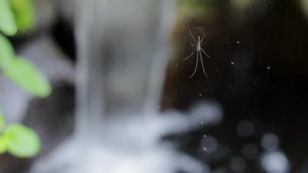 Araignée Suspendue Sur Toile Avec Fontaine Eau Floue Arrière Plan — Video