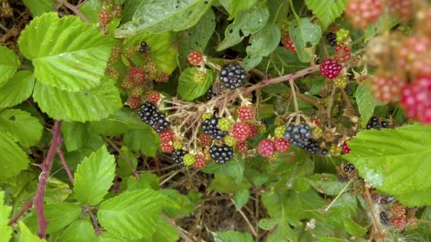 Ein Klumpen Brombeeren Der Auf Einem Stacheligen Stiel Eines Brombeerstrauches — Stockvideo