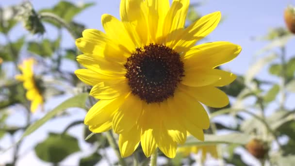 Girasol Soplando Una Suave Brisa Una Abeja Viene Recoger Polen — Vídeo de stock