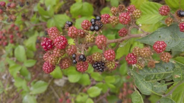 Unreife Rote Früchte Wachsen Auf Einem Brombeerstiel — Stockvideo