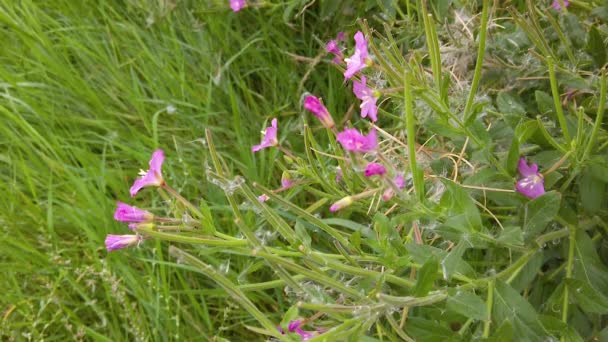 イングランドの田舎の端の草の上のローズベイヤナギのハーブのピンクの花 — ストック動画