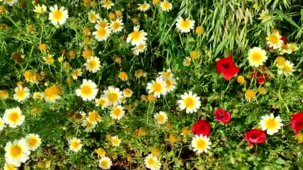 Poppy Red Anemone Coronaria Windflower Blooming Medical Chamomiles Field Alternative — Stock Video