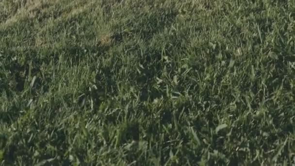 Clumps Grass Being Moved Wind Summer Day Late Afternoon Light — Stock Video